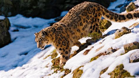 Snow Leopard Backgrounds Wallpaper Cave