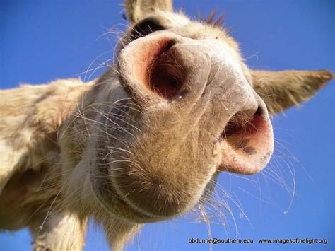 15 Most Funny Donkey Face Pictures That Will Make You Laugh