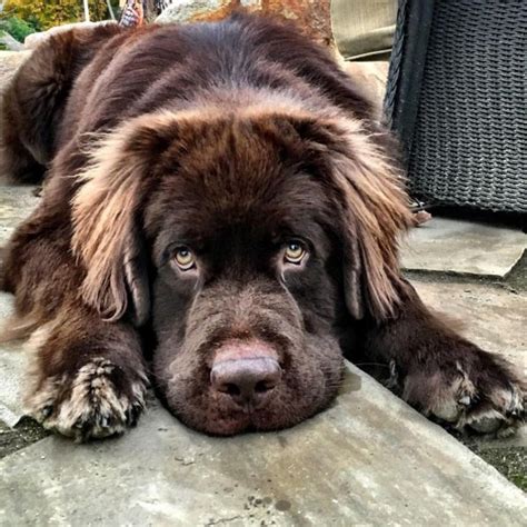 These Gentle Furry Giants Just Want To Love You Newfoundland Dog