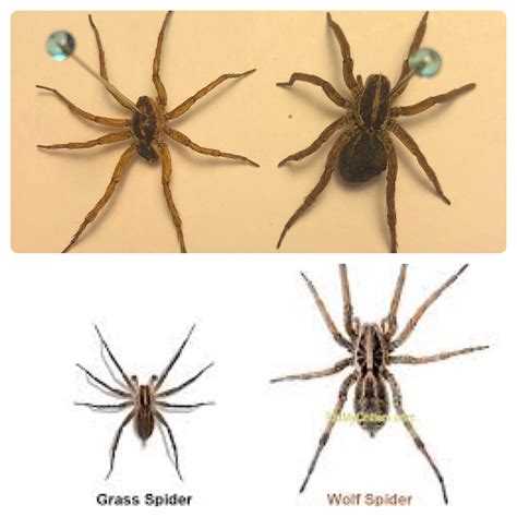 Wolf Spider Id What Type Of Wolf Spiders Are These R Spiders