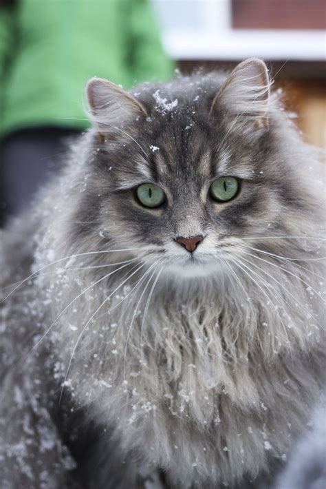 A Beautiful Siberian Cats First Day In The Snow Cute Cats And
