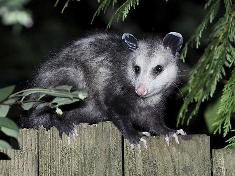 Virginia Opossum Facts Animals Of North America Worldatlas