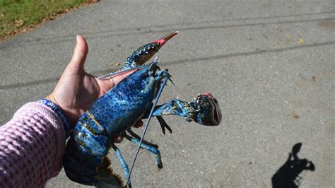 Rare Blue Lobster Caught Off Nh Coast