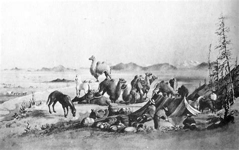 Camel corps was an experiment of the u.s. The Military Camels of the North American West ...