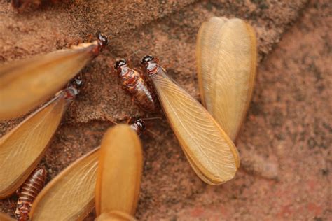 Do Flying Termites Mean A Termite Infestation Gc Pest Control