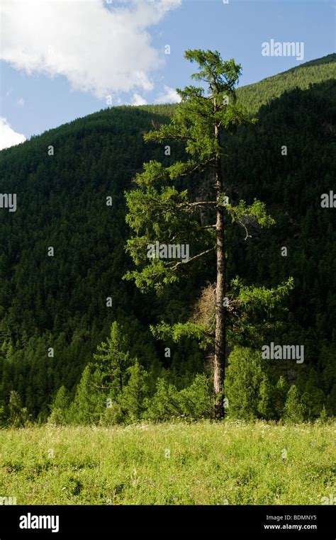 Siberian Pine Pinus Sibirica At Altai Russia Stock Photo Alamy