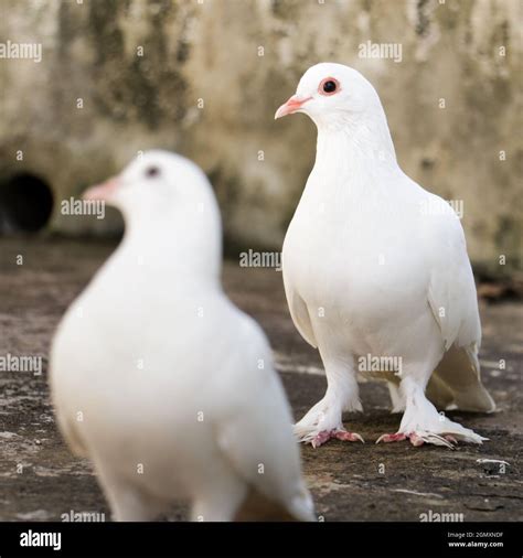 Homing Pigeons Hi Res Stock Photography And Images Alamy