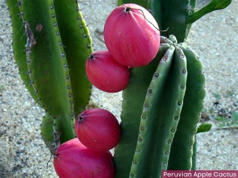 Peruvian Apple Cactus Queen Of The Night Cactus Cereus Hildmannianus