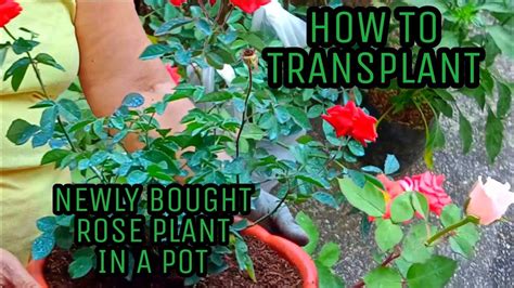 How To Transplant Newly Bought Rose Plant In A Pot Gardening Diary