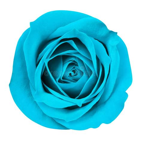 Turquoise Rose Isolated Stock Photo Image Of Love Blooming 41917690