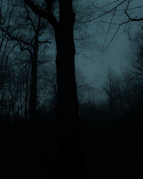 Dark Forest Dark Forest Aesthetic Dark Forest Photography Forest