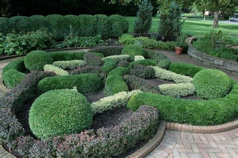 Growing Boxwood Tips For Caring For Boxwood Plants Boxwood