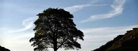 Great Britains Greatest Trees And The Incredible Stories Behind Them