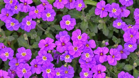 Free Photo Purple Flower Spring Flower Free Image On Pixabay 1394588
