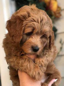 Designer breed dogs vary in character from relaxed to hyper, clever to gullible, obedient to stubborn, and loyal to independent. Teacup Labradoodle & Mini Labradoodle Puppies for sale ...