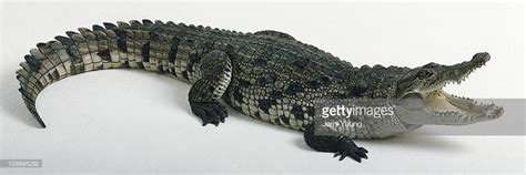 American Alligator With Its Mouth Open Side View