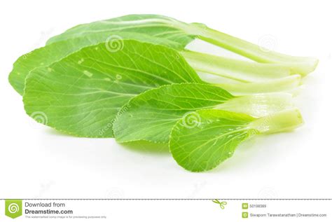Bok Choy Chinese Cabbage On White Stock Image Image Of Brassica