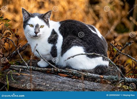 Black And White Cat Lying On Tree Branches One Cat In Nature