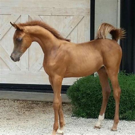 Arabian Foal Beautiful Arabian Horses Cute Horses Most Beautiful Horses