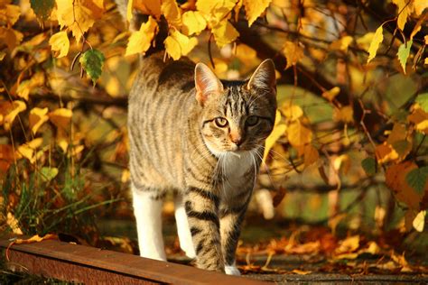 Free Images Nature Leaf Wildlife Kitten Autumn Fauna Leaves