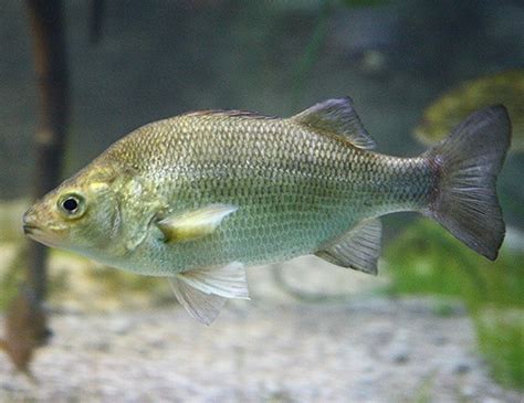 Walleye Surfperch Life Expectancy