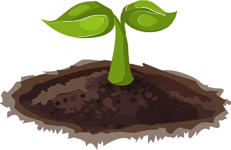 Seedling Png Vector Psd And Clipart With Transparent Background