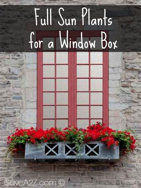 Full sun window boxes | window box flowers, window boxes. Full Sun Plants for a Window Box | Window box plants ...