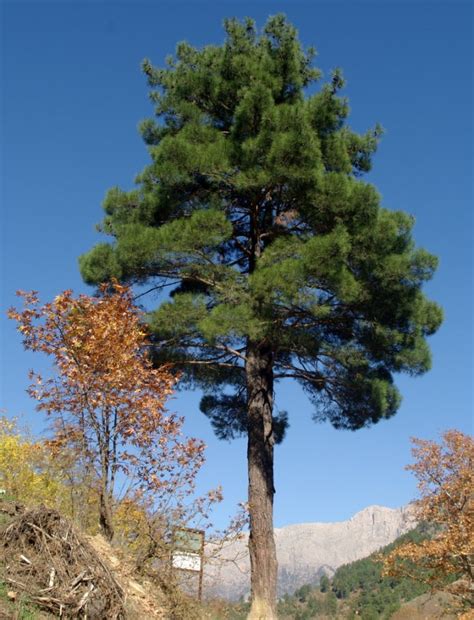 60 Different Types Of Pine Trees With Names And Pictures