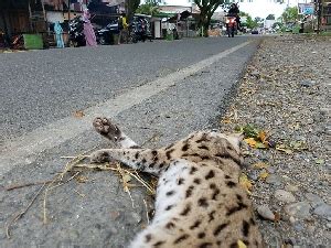 Bisa ditemukan di daerah sumatra, jawa, bali, dan kalimantan. Gambar Kucing Hutan Kalimantan - 81021+ Nama Untuk Kucing ...