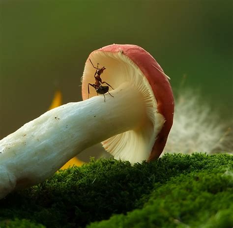 Ordinary Mushrooms In A Magical World By Vyacheslav Mishchenko