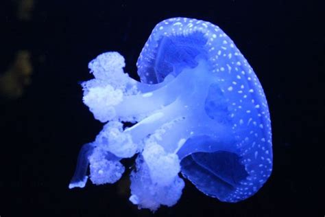 Free Images Purple Petal Jellyfish Coral Invertebrate Cnidaria
