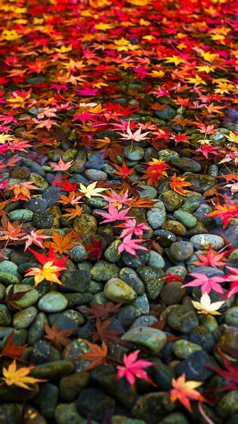Pin By Josie Nyberg On Garden Fall Wallpaper Iphone