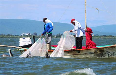 Dan Continuidad A Las Actividades Productivas De Pesca Y Acuacultura