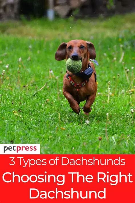Learn More About The Three Sizes Of Dachshunds Their Temperament And