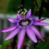 Where To Buy Passion Flower Pictures