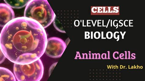 Animal Cells Oleveligcse Biology Biology With Dr Lakho Youtube