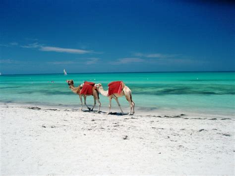 Le Meilleur De Djerba Lîle Aux Sables Dor Explore Par Expedia