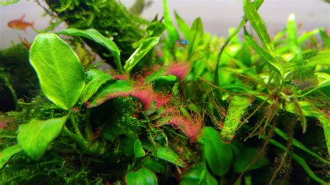 7 Main Types Of Algae In Fish Tanks Learn More