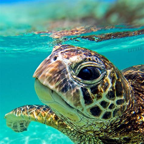 Pin By Han Knudsen On Beautiful Hawaii Turtle Sea
