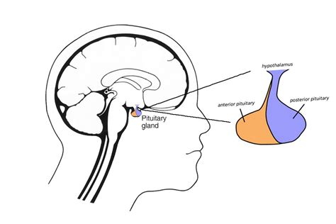 Pituitary Gland Diagram Simple