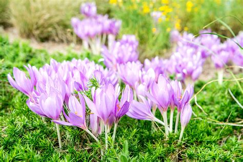 Autumn Crocus Plant Care And Growing Guide