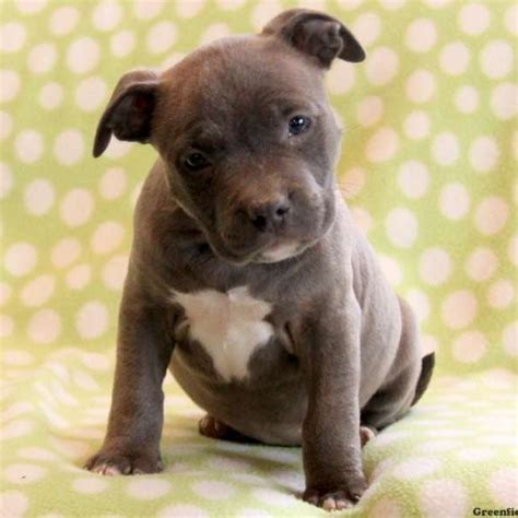 Greyline, gotti, and razor edge dob: American Bully Puppies For Sale | Greenfield Puppies