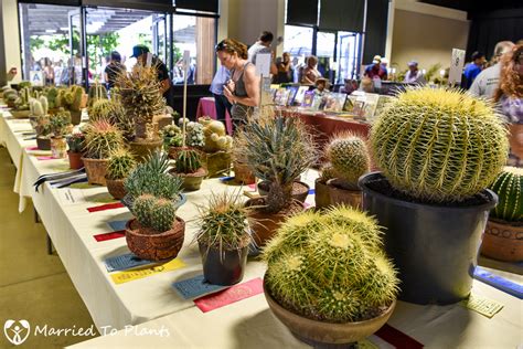 Amazing cactus garden and collection gilgandra australia. Succulent And Cactus Show - Garden Inspiration