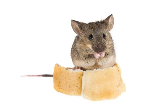 If structural pest control work is to be done on a property the owner, owners agent, and tenant must be given written notice of pest identification and biology, pesticide application equipment, pesticide hazards and safety practices, structural repairs, structural inspection procedures, and report writing. Should I Be worried About Mice In My Vacation Home? - Pest ...