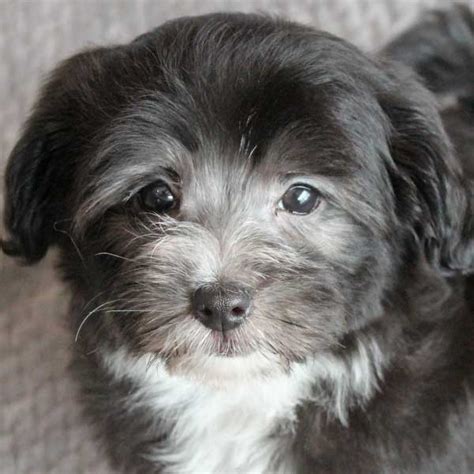 Puppyfinder.com is your source for finding an ideal puppy for sale in florida, usa area. Havapoo Puppy for Sale in Boca Raton, South Florida.
