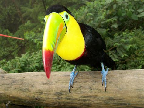 Toucans Animals Birds Wallpapers Hd Desktop And Mobile