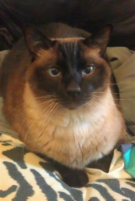 Seal Point Siamese Apple Head Looks Like My China My First Siamese