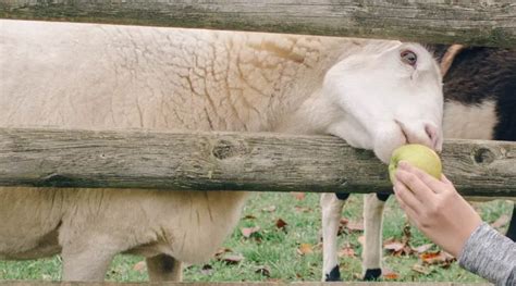 What Do Sheep Eat Heres What To Know Sheepcaretaker