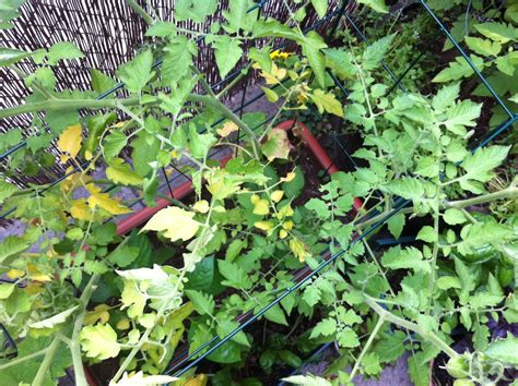 Tomato Leaves Turning Yellow Red Garden Clogs