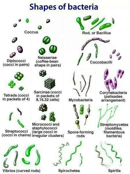 Shape Of Various Bacteria In Nature 9 Download Scientific Diagram